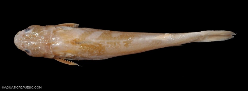 Tachysurus tokiensis