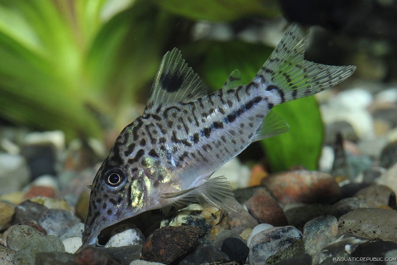Brochis (sub-clade 3) leopardus