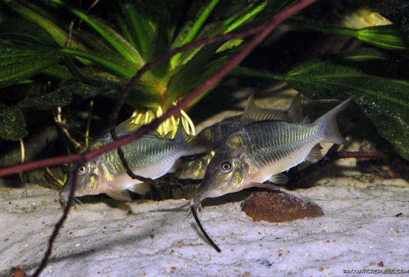 Brochis multiradiata