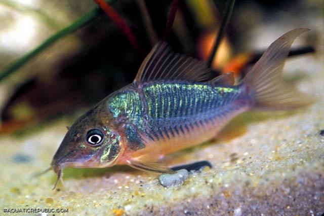 Brochis splendens
