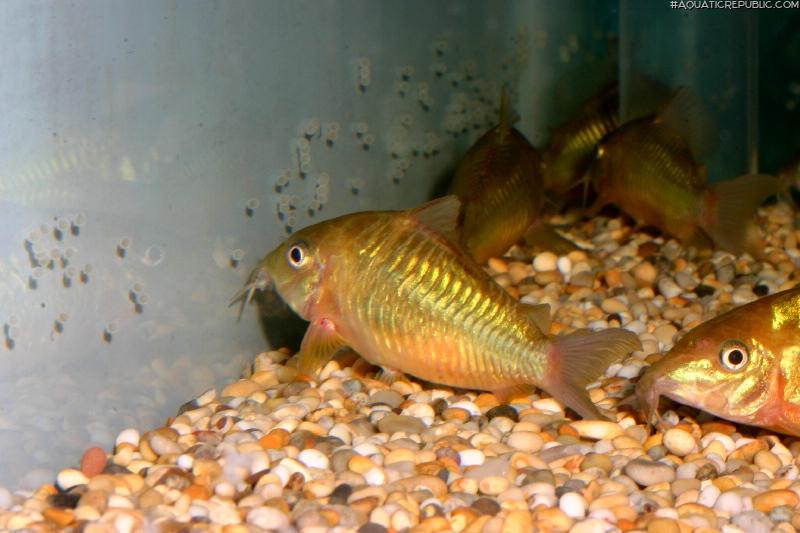 Brochis splendens