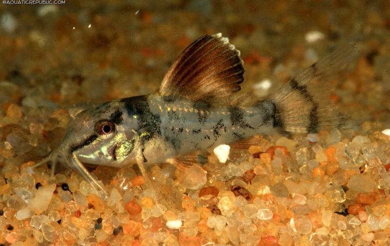 Brochis splendens