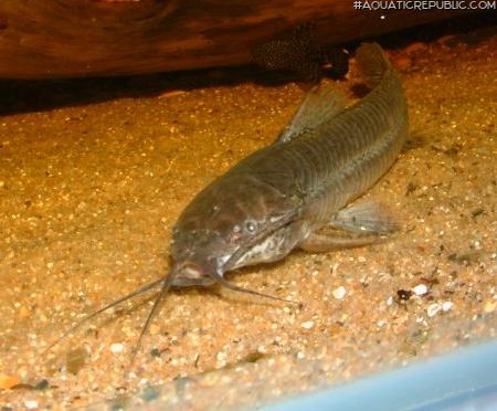 Callichthys callichthys