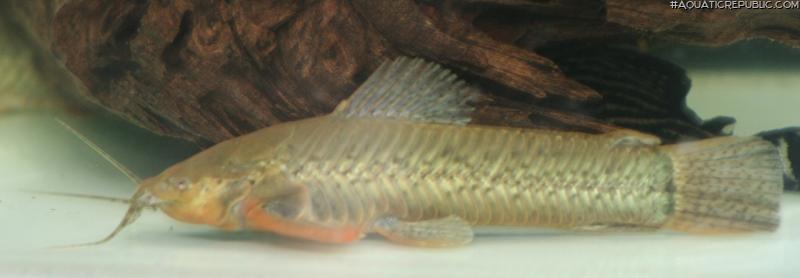 Callichthys callichthys