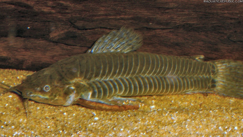Callichthys callichthys