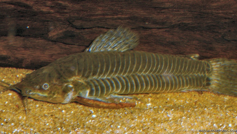 Callichthys callichthys