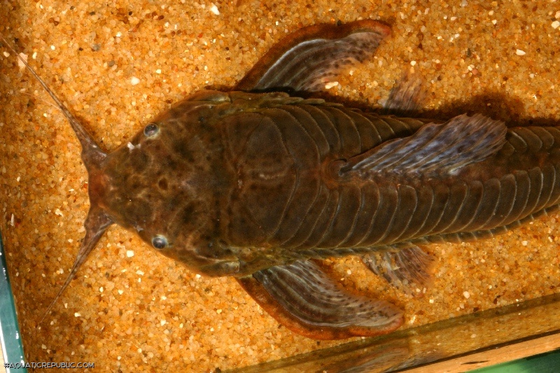 Callichthys callichthys