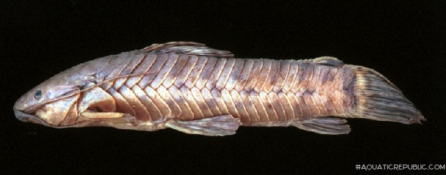 Callichthys serralabium