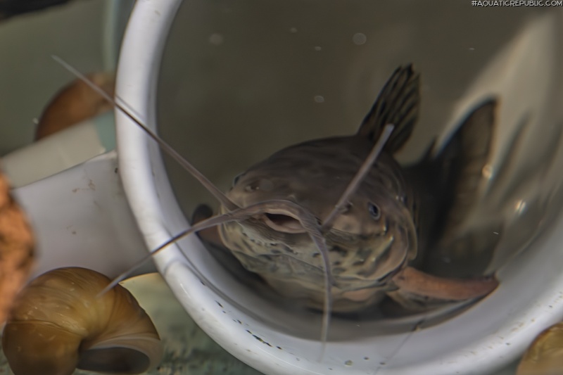 Callichthys serralabium