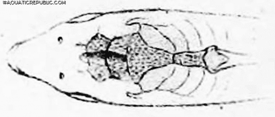 Corydoras (lineage 8 sub-clade 4) agassizii