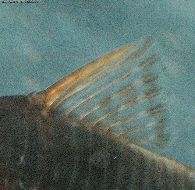Corydoras (lineage 8 sub-clade 4) seussi