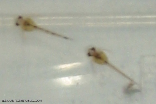 Corydoras (lineage 9) duplicareus