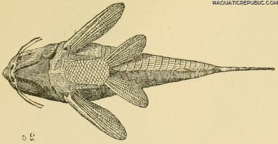 Corydoras (lineage 9) trilineatus