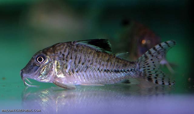 Corydoras acutus