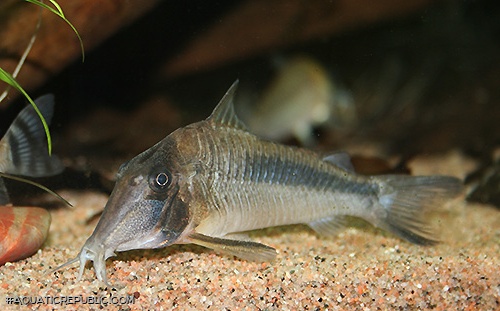 Corydoras amapaensis