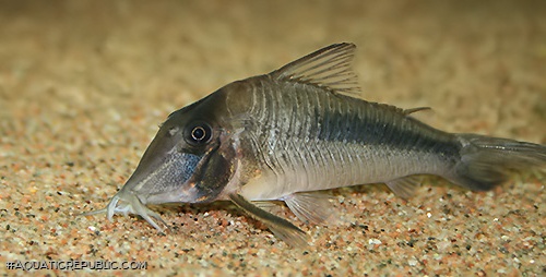 Corydoras amapaensis