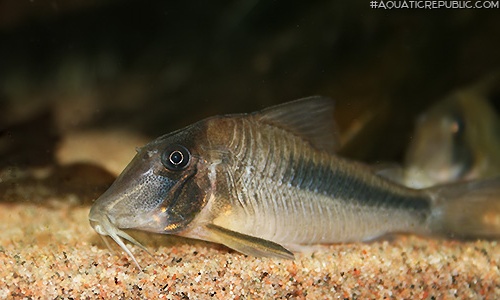 Corydoras amapaensis