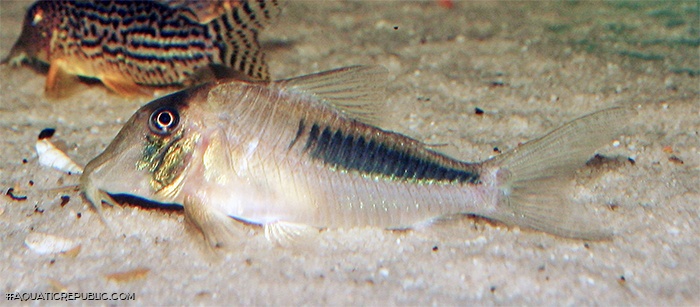 Corydoras amapaensis