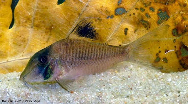 Corydoras amapaensis