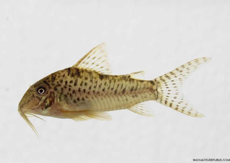 Corydoras areio