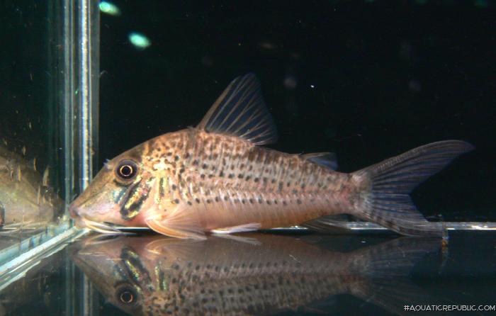 Corydoras areio