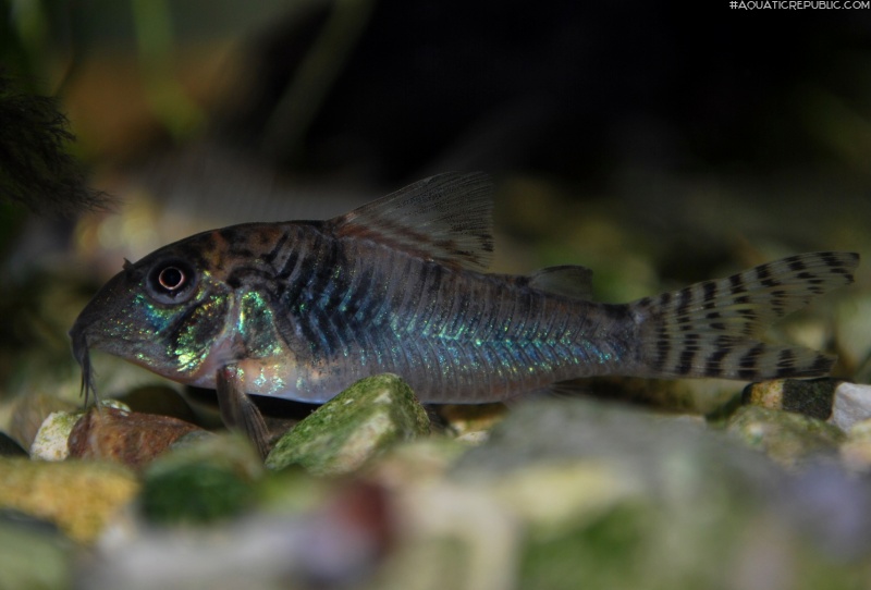 Corydoras aurofrenatus