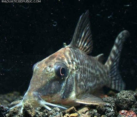 Corydoras blochi