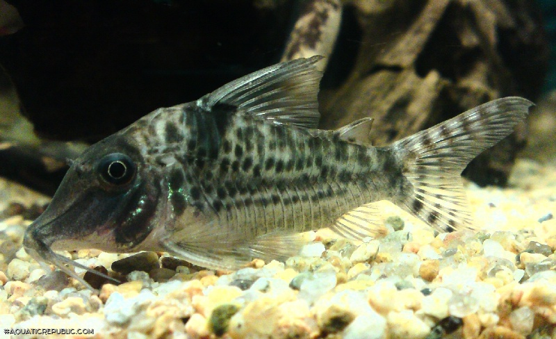 Corydoras blochi