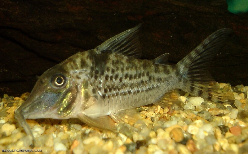 Corydoras blochi