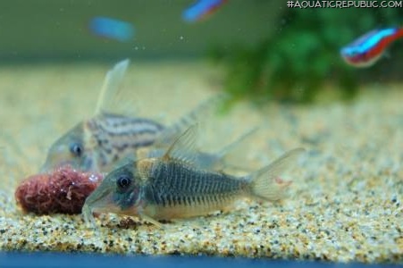 Corydoras caramater