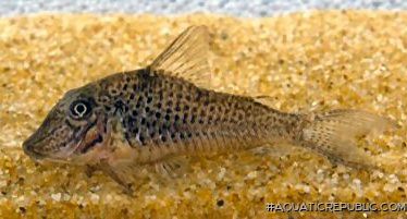 Corydoras cervinus