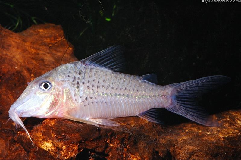 Corydoras cervinus