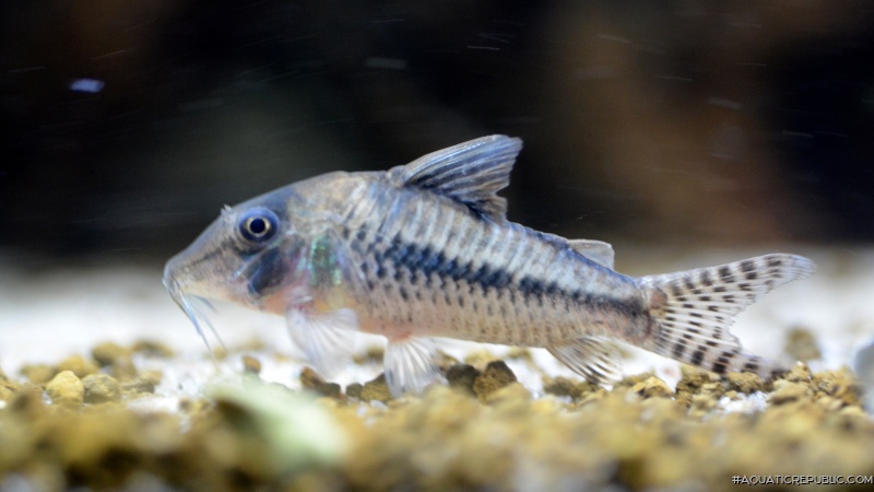 Corydoras cortesi