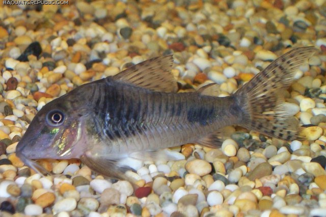 Corydoras ellisae