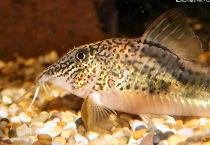 Corydoras fowleri