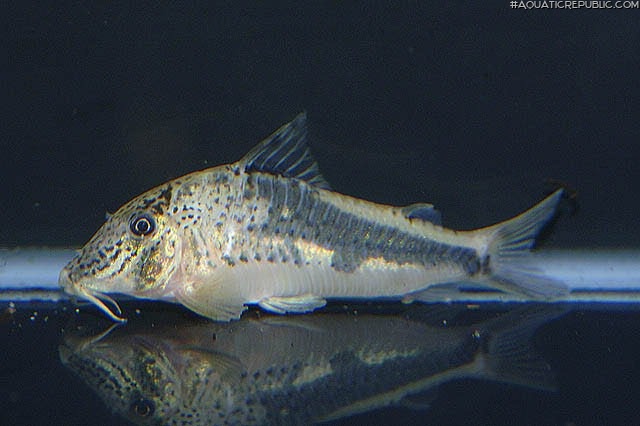 Corydoras fowleri