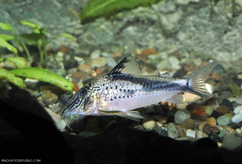 Corydoras fowleri