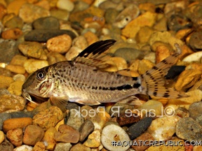 Corydoras fulleri