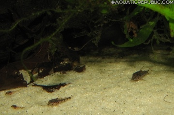 Corydoras fulleri