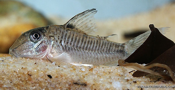 Corydoras geoffroy