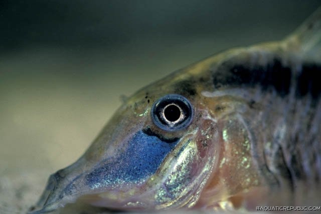 Corydoras narcissus