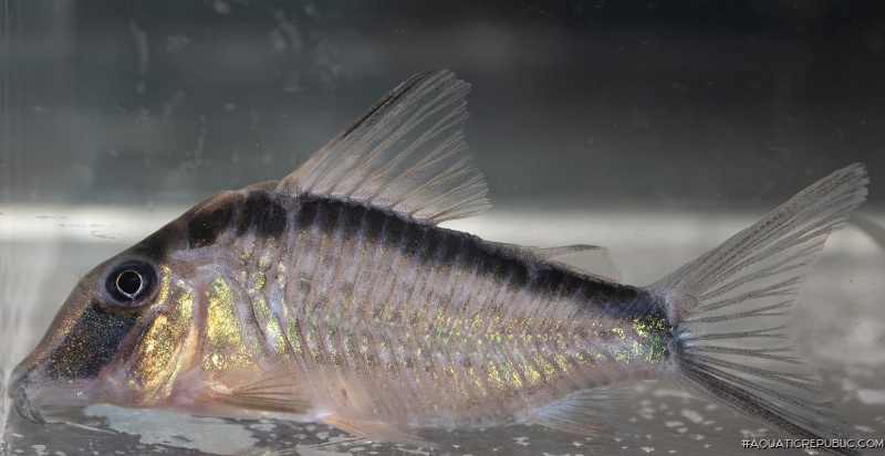 Corydoras narcissus