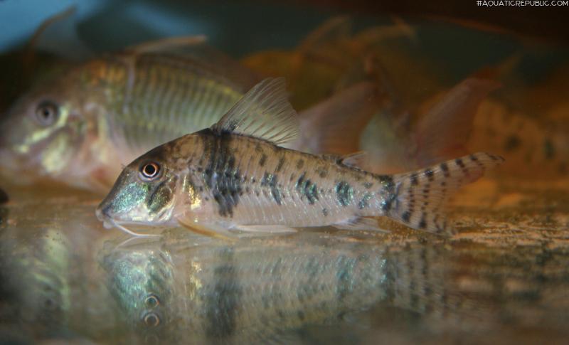 Corydoras orcesi