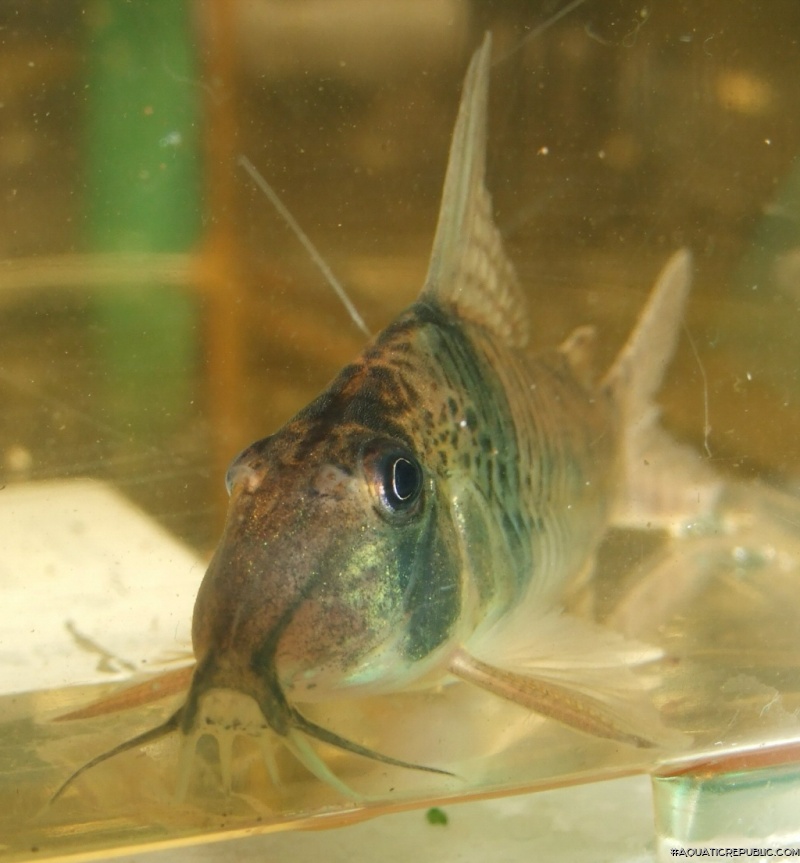 Corydoras orcesi