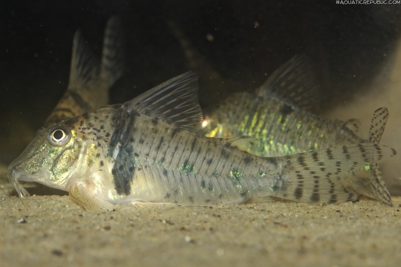 Corydoras orcesi