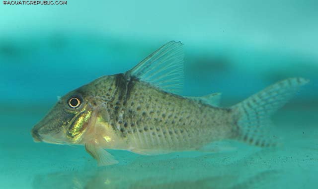 Corydoras pastazensis