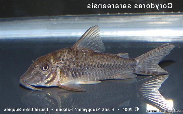 Corydoras sarareensis