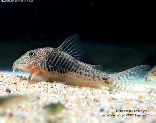 Corydoras sarareensis