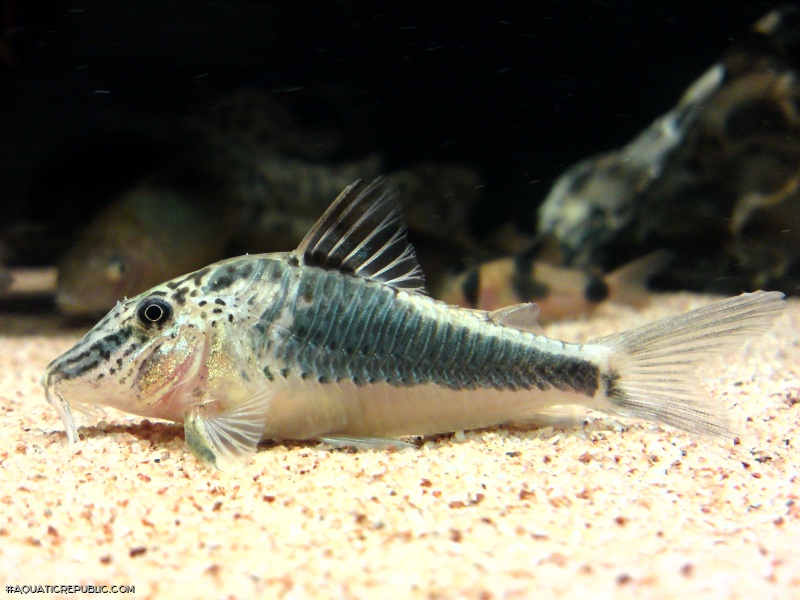 Corydoras semiaquilus