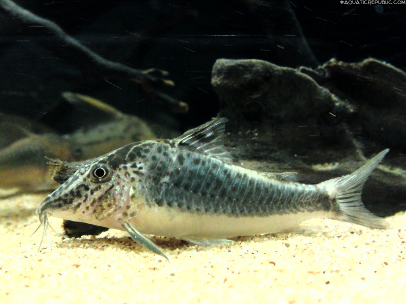 Corydoras semiaquilus